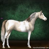 Horse Color:Grullo Pearl Splash Tobiano 