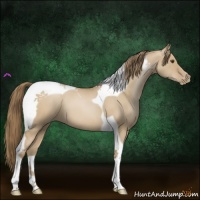Horse Color:Grullo Pearl Tobiano 