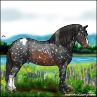 Horse Color:Brown Appaloosa