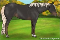 Horse Color:Liver Chestnut 