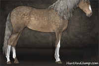 Horse Color:Chocolate Palomino 