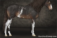 Horse Color:White Spotted Liver Chestnut 