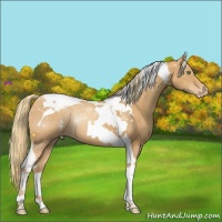 Horse Color:Gold Champagne Tobiano Blanket