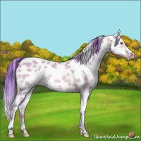 Horse Color:Watercolor Amber Champagne Sabino Frame