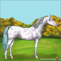 Horse Color:Watercolor Amber Champagne Sabino Frame Appaloosa