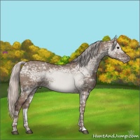 Horse Color:Silver Grullo Ice