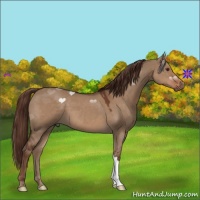 Horse Color:Liver Red Dun