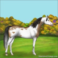 Horse Color:Bay Dun Splash Frame