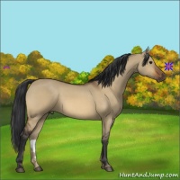 Horse Color:Bay Dun 