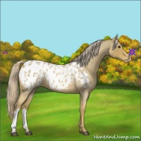 Horse Color:Palomino Roan Appaloosa 