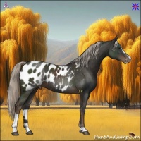 Horse Color:Liver Chestnut Mushroom Sabino Appaloosa
