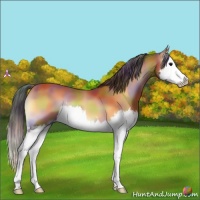 Horse Color:Nacre Bay Onyx Sabino Splash 