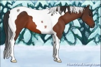 Horse Color:Bay Tobiano 