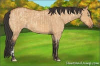 Horse Color:Amber Champagne Roan and Bay Dun