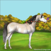Horse Color:Brown Dun Splash