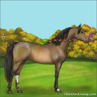 Horse Color:Buckskin Rabicano 