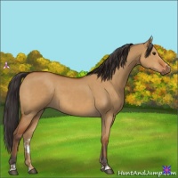 Horse Color:Bay Dun Sabino 