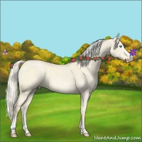 Horse Color:Cremello Dun Sabino 