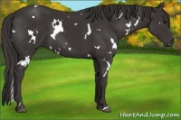 Horse Color:White Spotted Smoky Black 
