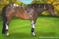 Horse Color:Brown Tobiano 
