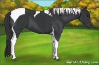 Horse Color:Black Tobiano 