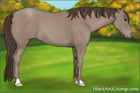 Horse Color:Classic Champagne Appaloosa 