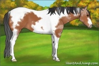 Horse Color:Bay Tobiano Frame 