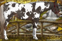 Horse Color:White Spotted Liver Chestnut Blanket 