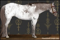 Horse Color:Liver Red Roan Appaloosa 