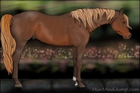 Horse Color:Liver Chestnut