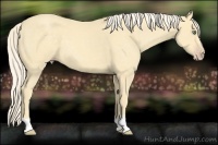Horse Color:Gold Cream Champagne 