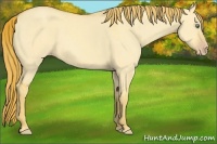 Horse Color:Gold Champagne Dun