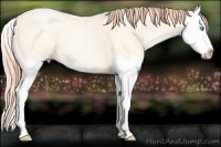 Horse Color:Amber Cream Champagne Roan Pearl Splash 