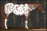 Horse Color:Chestnut Near Leopard 