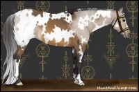 Horse Color:White Spotted Buckskin 
