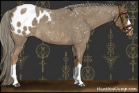 Horse Color:Chocolate Palomino Roan Appaloosa