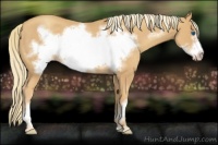 Horse Color:Gold Champagne Frame 