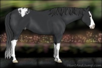 Horse Color:Black Splash Varnish 