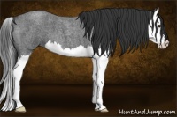 Horse Color:Blue Roan Splash