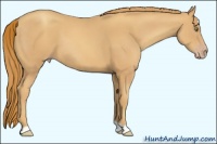 Horse Color:Gold Champagne 