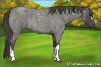 Horse Color:Smoky Blue Roan