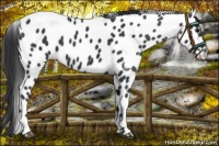Horse Color:Black Appaloosa 