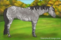 Horse Color:Grullo Ice Appaloosa 