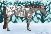 Horse Color:Smoky Black Ice Appaloosa