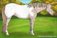 Horse Color:Red Dun Ice Appaloosa