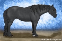 Horse Color:Blue Roan 