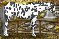 Horse Color:Black Appaloosa 