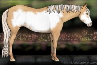 Horse Color:Silver Amber Champagne Frame 