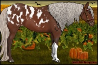 Horse Color:Silver Bay Appaloosa
