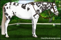 Horse Color:Liver Chestnut Splash Frame Appaloosa 